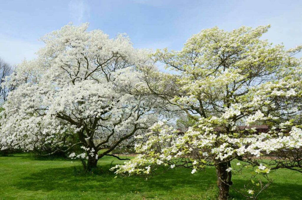 10 Essential Tips for Planting & Cultivating Dogwood Trees Efficiently