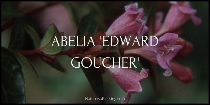 Abelia 'Edward Goucher' - A Symphony of Color and Fragrance - Nature is a Blessing