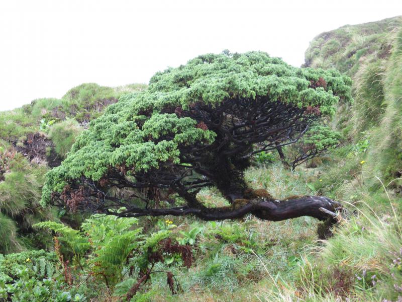 Azores Juniper (Juniperus brevifolia)