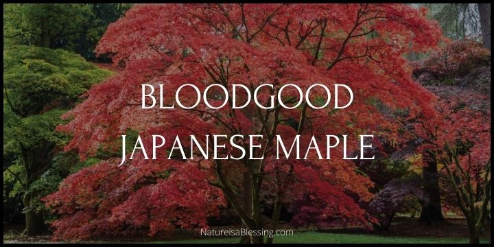 Bloodgood Japanese Maple - A Symphony in Purple - Nature is a Blessing