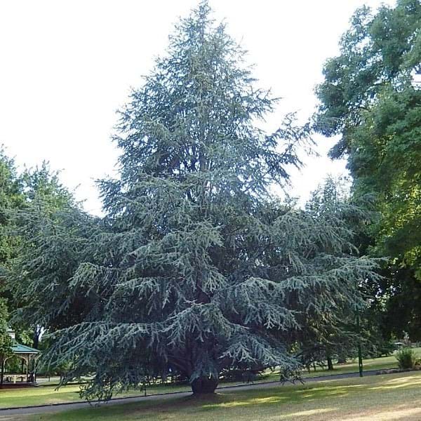 How to Plant and Care for Blue Atlas Cedar
