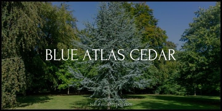 Blue Atlas Cedar - How to Grow, Plant, and Care - Nature is a Blessing