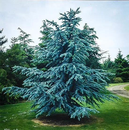 What Does a Blue Atlas Cedar Tree Symbolize and Represent?