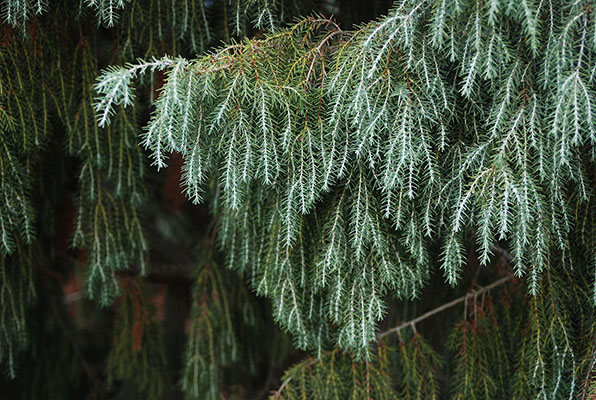 Canary Islands Juniper (Juniperus cedrus)
