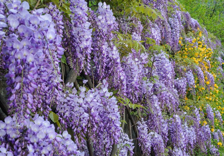 Top 10 Interesting Facts About Wisteria