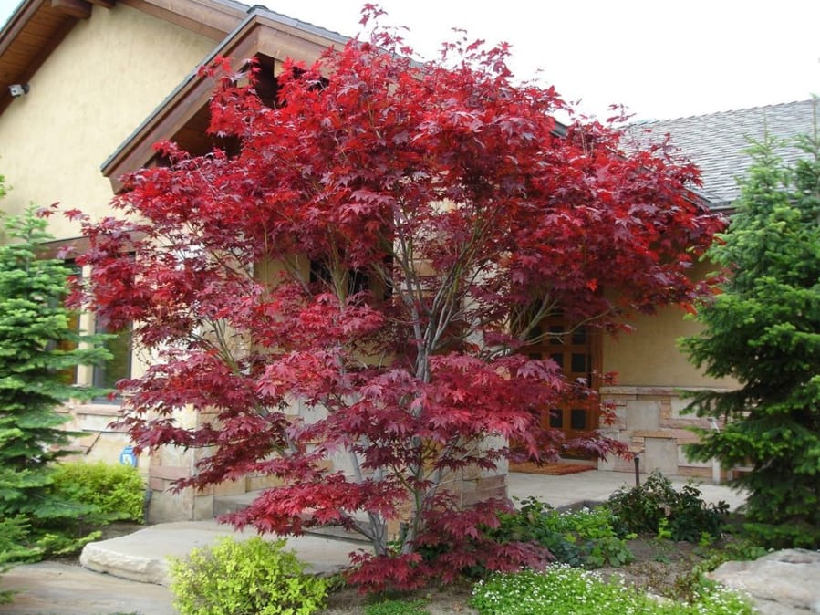 How to Plant and Grow Coral Bark Japanese Maple (Acer palmatum 'Sango-kaku')