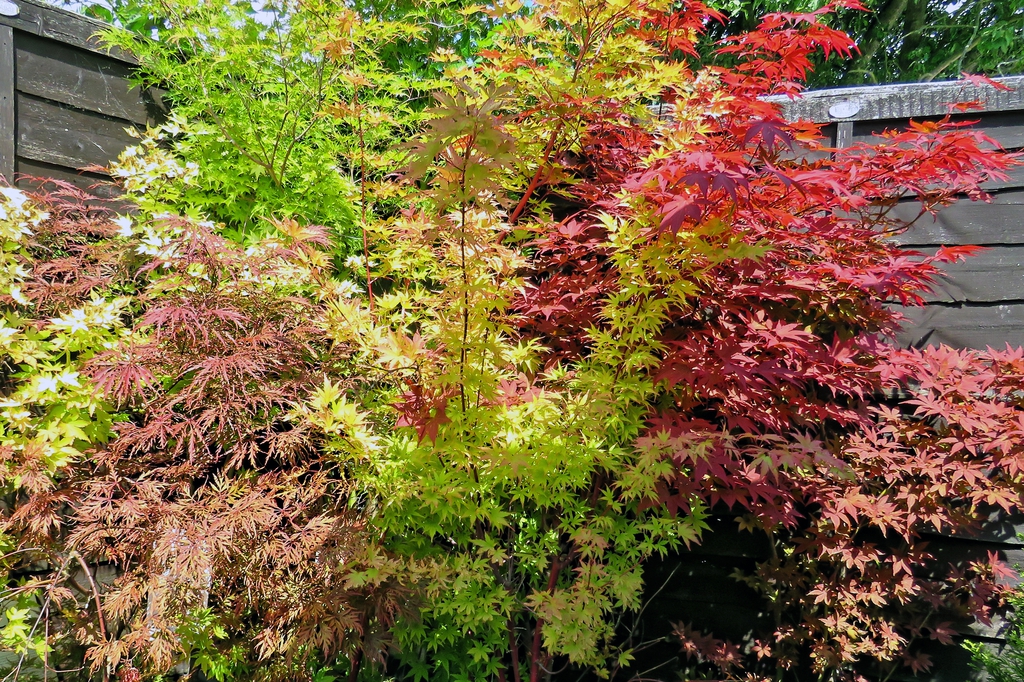How Big Do Coral Bark Japanese Maples Get?