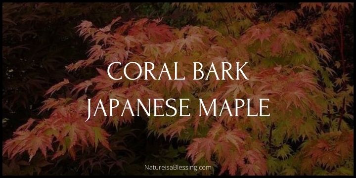 Coral Bark Japanese Maple - How to Plant, Grow, & Care - Nature is a Blessing