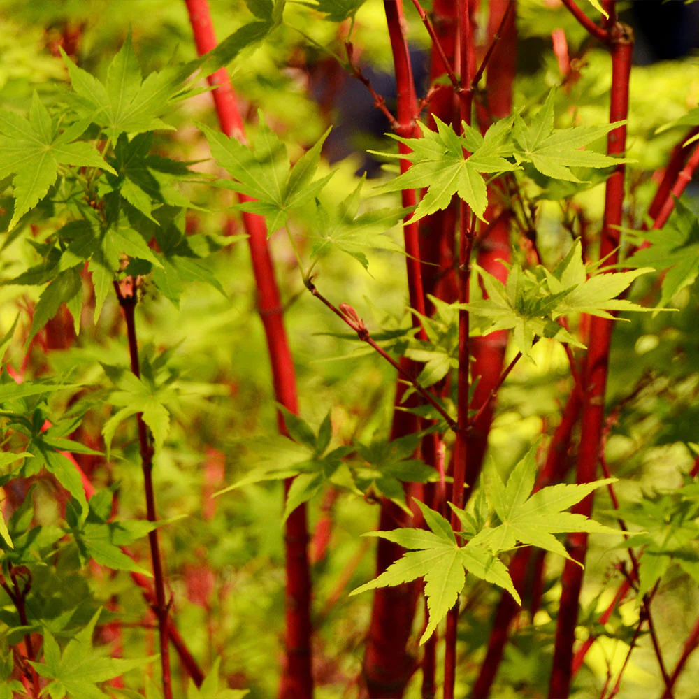 What Does a Coral Bark Japanese Maple Symbolize?