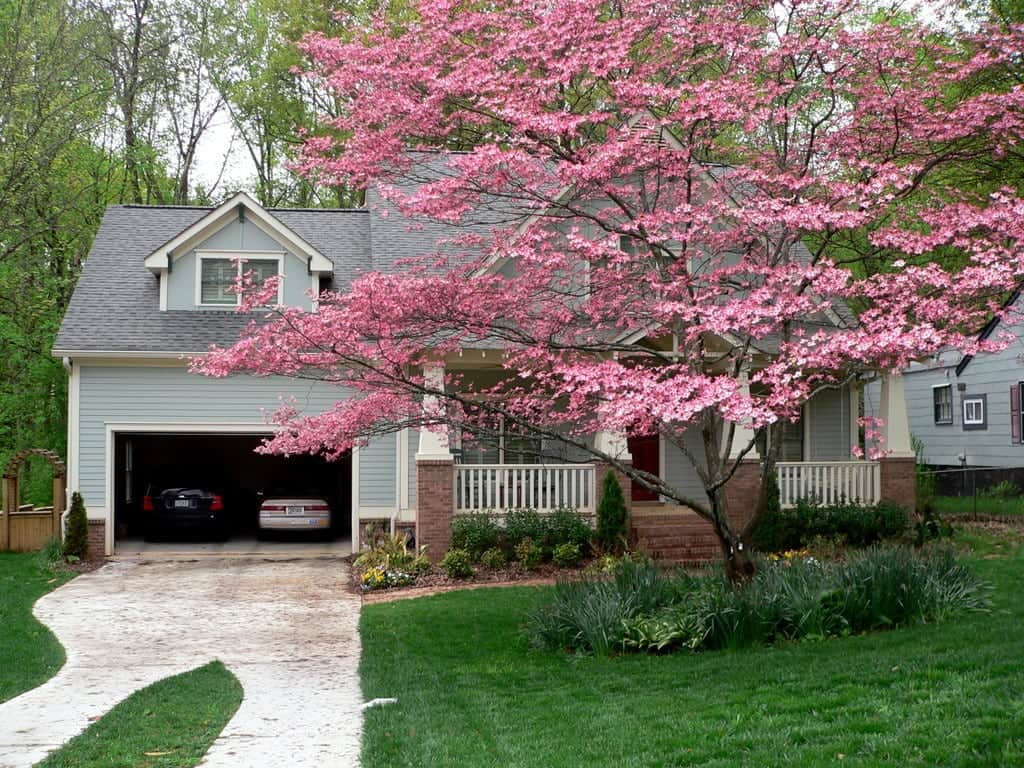 The Growth Rate & Mature Height of Dogwood Tree