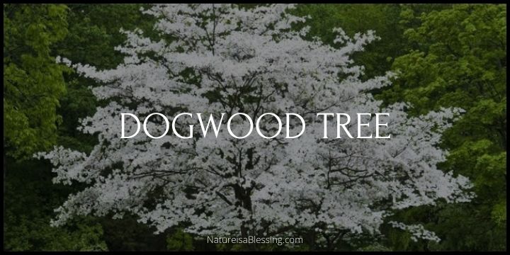 Dogwood Trees - A Field Guide for the Enthusiastic Gardener - Nature is a Blessing