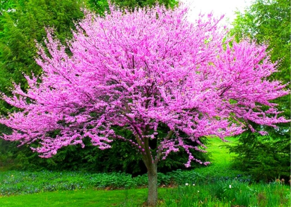 What is the story behind the Redbud Tree?