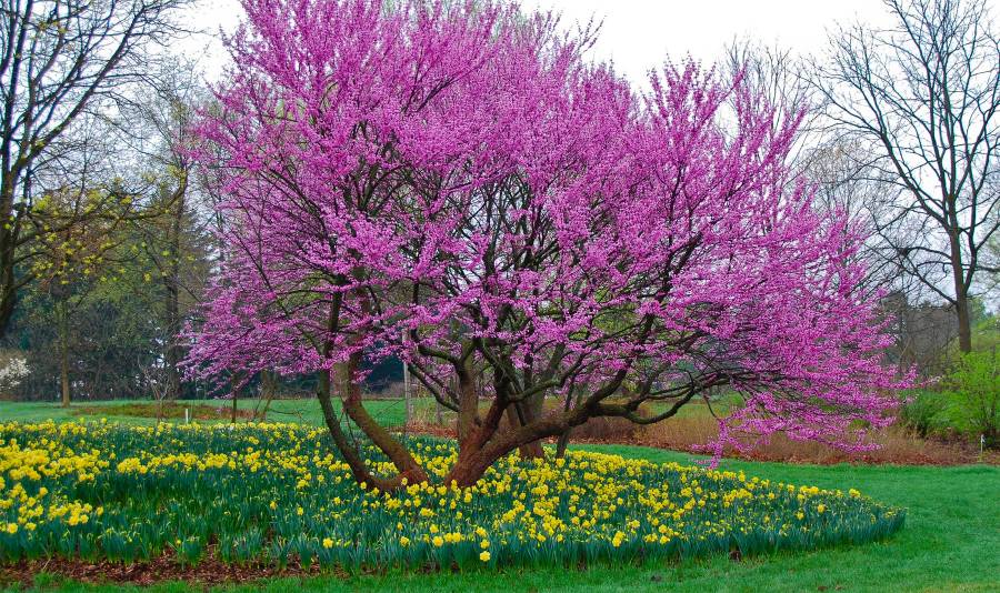 How to Plant and Care for Redbud Tree