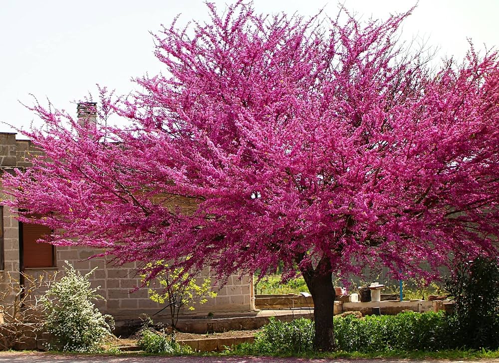 What Does a Redbud Tree Symbolize?