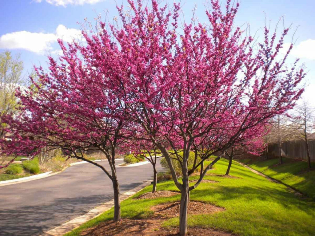 The Pros and Cons of Growing a Redbud Tree