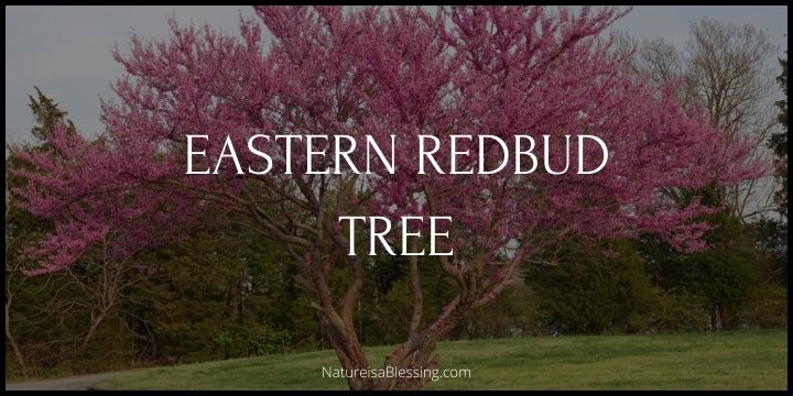Eastern Redbud Tree - How to Plant, Grow & Care - Nature is a Blessing