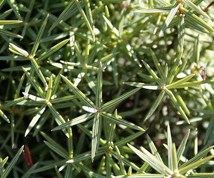 Eastern prickly juniper (Juniperus oxycedrus)