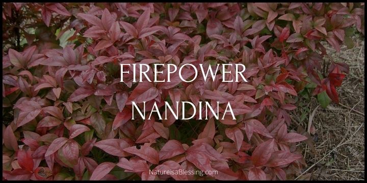 Firepower Nandina - How to Plant, Grow, and Care - Nature is a Blessing
