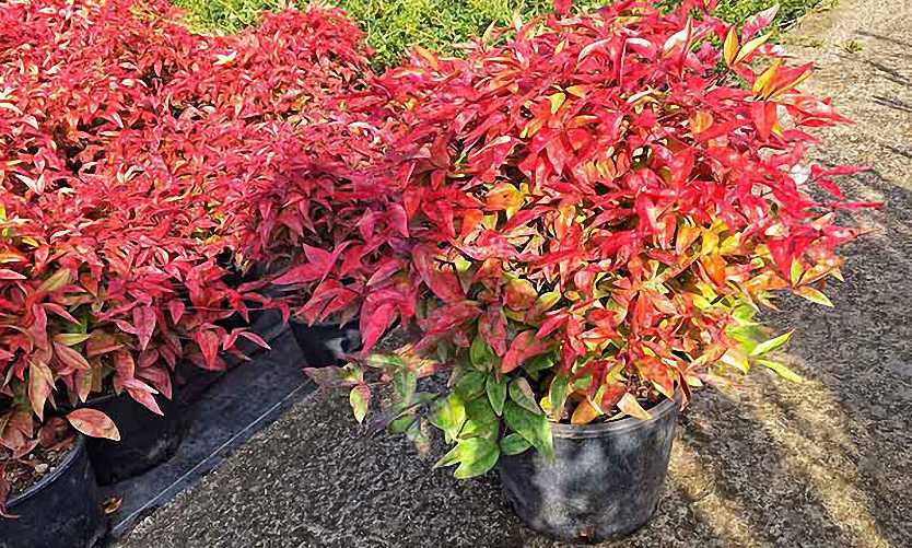 The Pros and Cons of Firepower Nandina