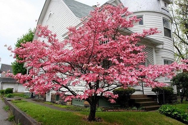 10 Interesting Facts about Flowering Dogwood