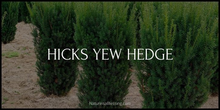 Hicks Yew Hedge: How to Plant, Grow, and Care