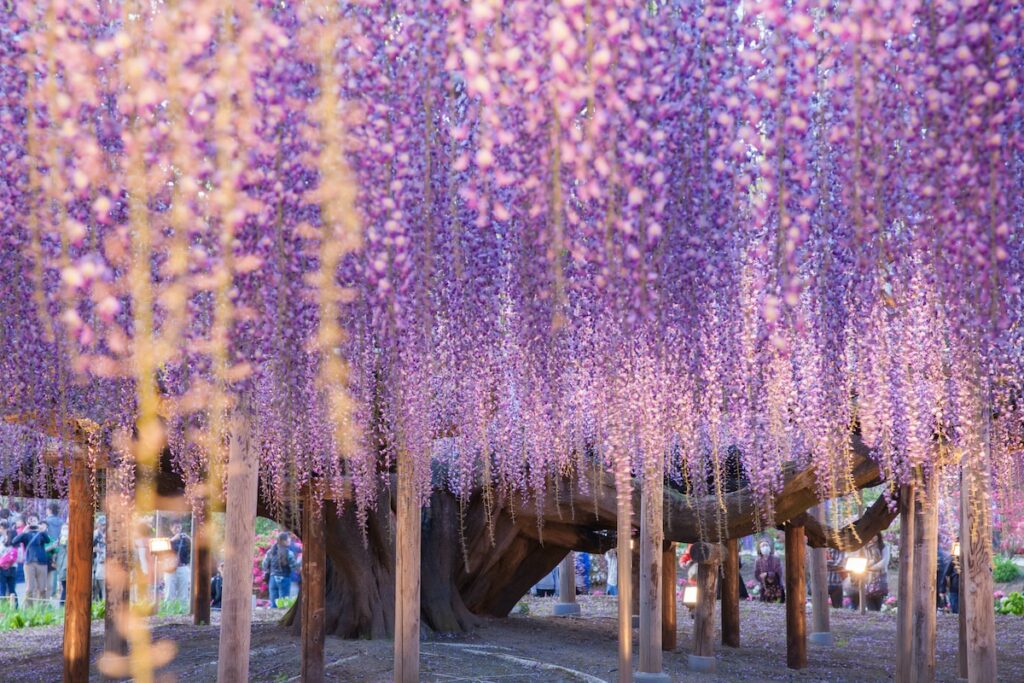 What Does a Wisteria Symbolize?
