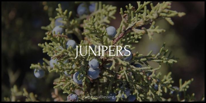 Junipers: Tips to Planting, Growing & Caring