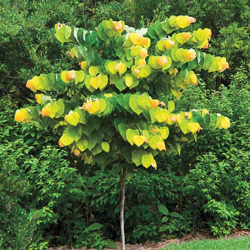 An In-depth Guide to Planting and Cultivating a Rising Sun Redbud Tree (Cercis canadensis 'JN2')