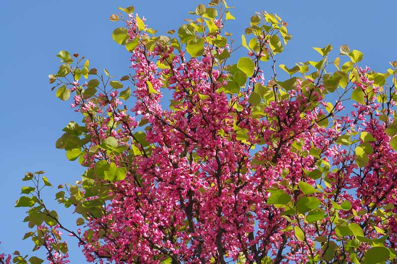 What Does a Rising Sun Redbud Tree Symbolize? 