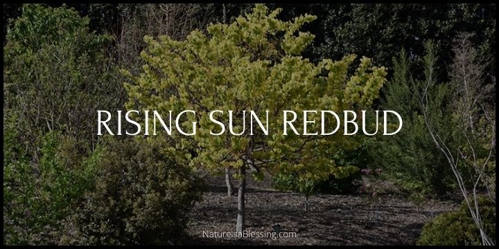 Rising Sun Redbud - How to Plant, Grow, and Care - Nature is a Blessing