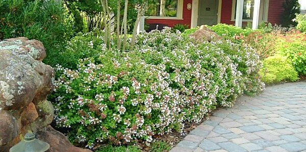 What are the Common Problems For Rose Creek Abelia?