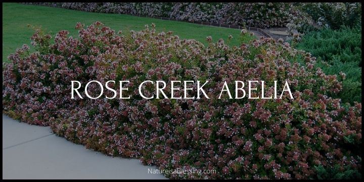 Rose Creek Abelia - The Compact Evergreen Charm - Nature is a Blessing