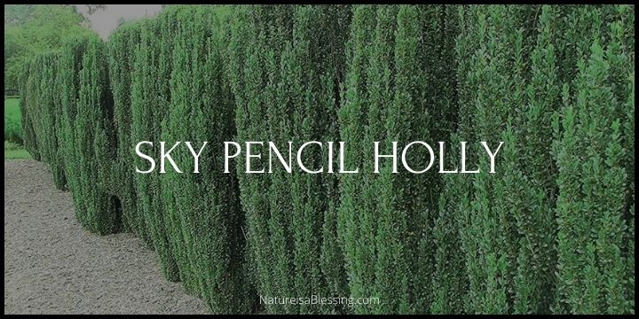 Sky Pencil Holly - The Living Exclamation Point in Your Landscape - Nature is a Blessing