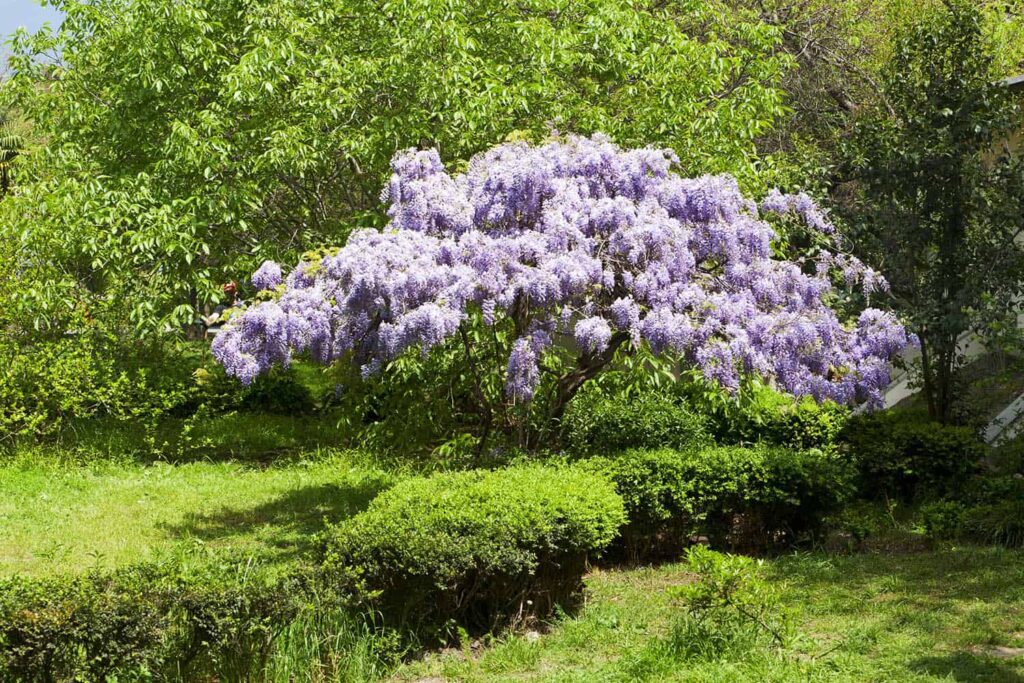 A Comprehensive Guide to Caring for Wisteria