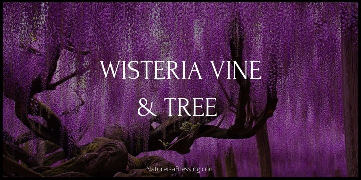 Wisteria Vine & Tree - Tips for Growing and Planting Wisteria - Nature is a Blessing (EDITED)