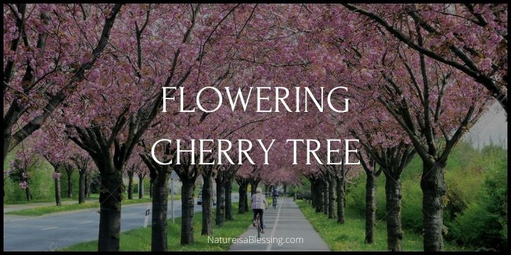 How to Care for a Cherry Blossom Tree