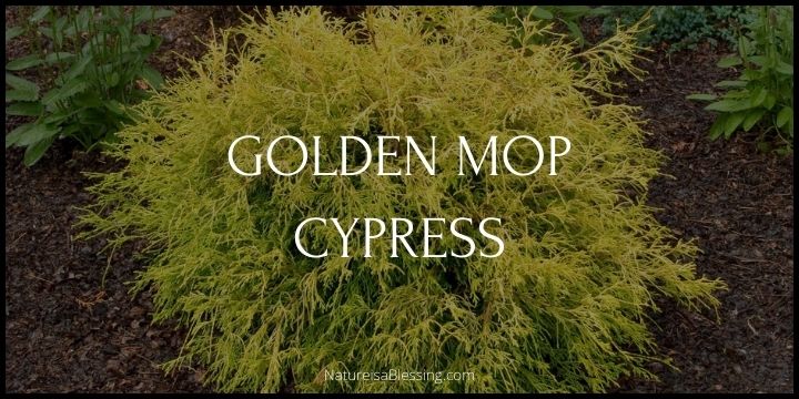 Golden Mop Cypress - How to Plant, Grow, and Care - Nature is a Blessing