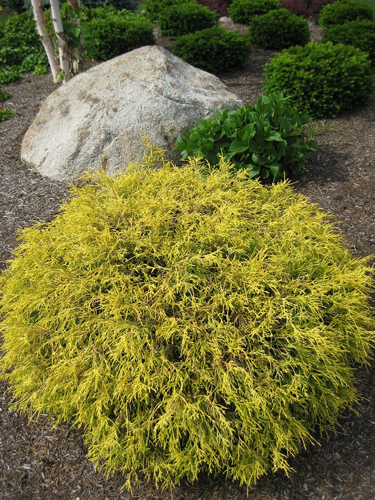 What Does Golden Mop Cypress Symbolize? 