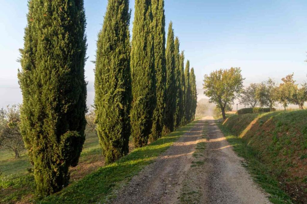 6 Common Problems With Italian Cypress