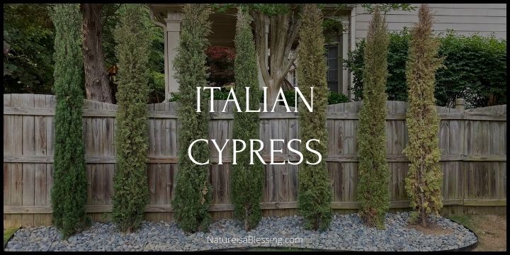 Italian Cypress Tree - How to Plant, Grow, and Care - Nature is a Blessing