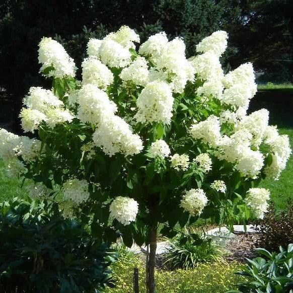 What Does Limelight Hydrangea Tree Symbolize?