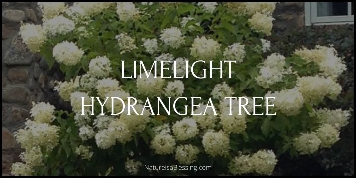 Limelight Hydrangea Tree - How to Plant, Grow, and Care - Nature is a Blessing