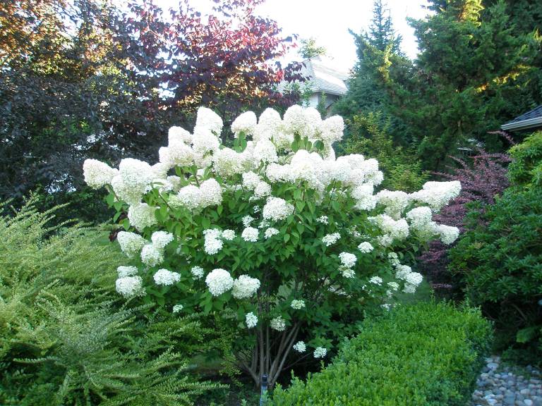 The Pros and Cons of Limelight Hydrangeas