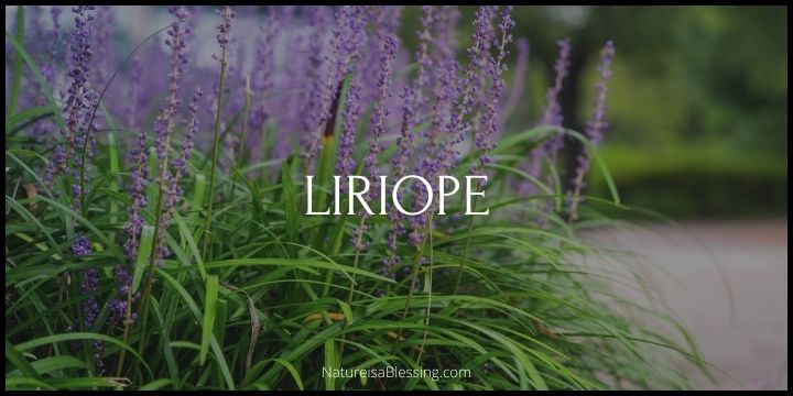 Liriope: How to Plant, Grow, and Care