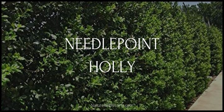 Needlepoint Holly - How to Plant, Grow, and Care - Nature is a Blessing
