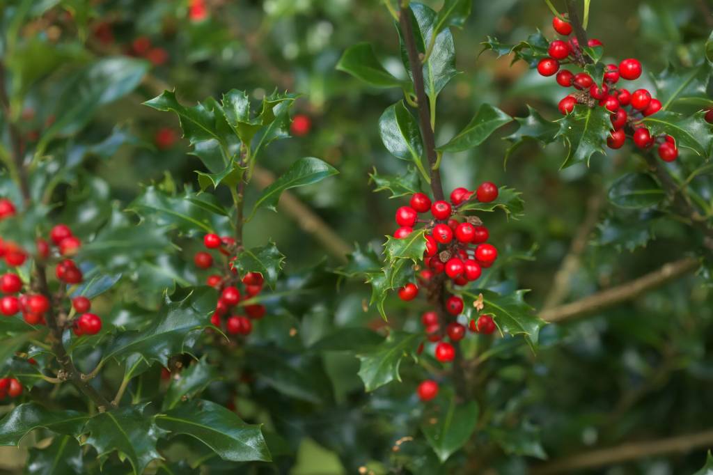 What Does Needlepoint Holly Symbolize? 