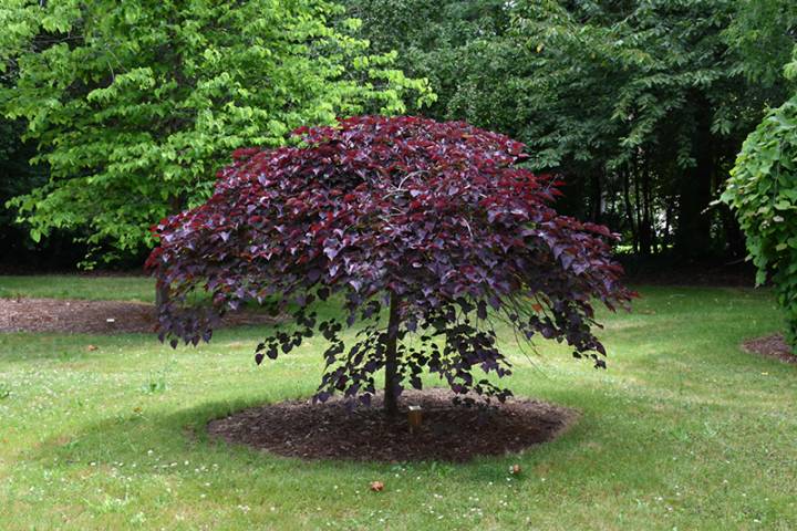 How to Plant and Grow Ruby Falls Redbud