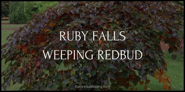 Ruby Falls Weeping Redbud - How to Plant, Grow, and Care - Nature is a Blessing