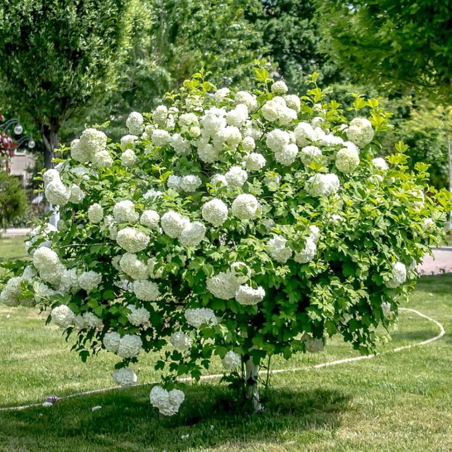 How to Plant and Grow Snowball Bush (Viburnum opulus 'Roseum')