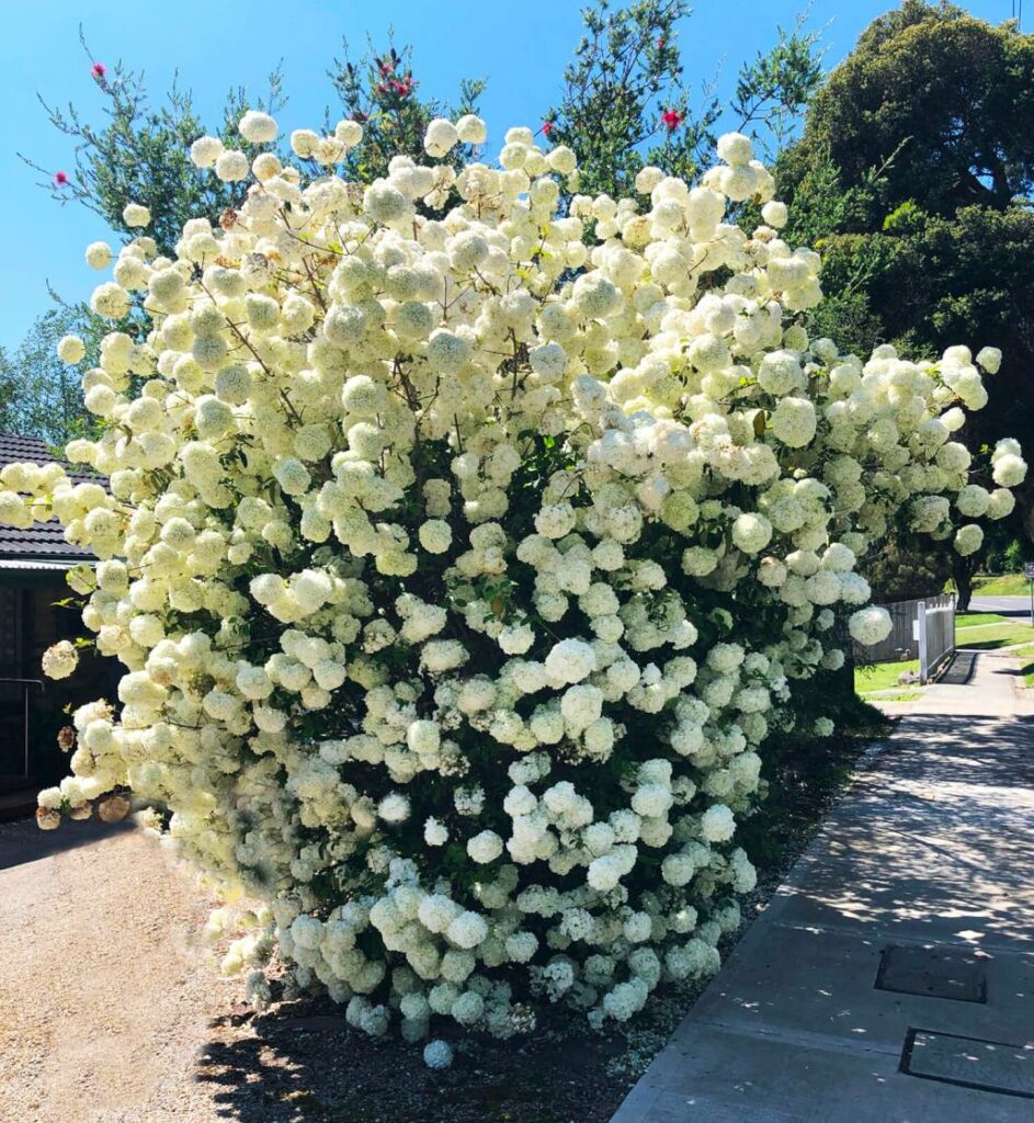 When to Prune and Trim Snowball Bush?